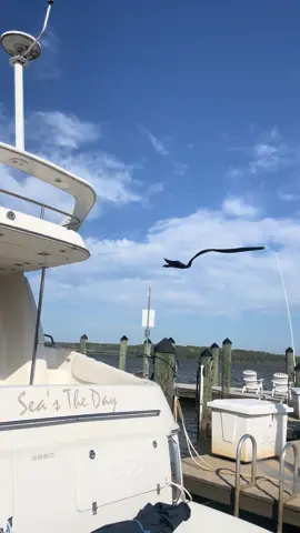 summer is coming 🩵 #boatlife #yachtlife #alexandriava #seastheday 