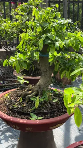 mai vàng ghep da phúc còn a,e nào dam mê hok##caybonsai ##maivàngbonsai 