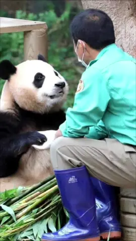 Kangbao ❤️ Fubao #fubao #kangbao #fubaoandgrandpa #baofamilyinkorea #fubaovetrungquoc #panda #gautruc #pandalover #pandaworld 