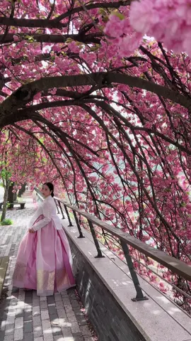 Hanbok Lina cùng hoa anh đào kép Chungju ♥️#hanboklina #chupanhtaihanquoc #makeuptaihanquoc #chuphanbok #thinhhanhtrend #xuhuong 