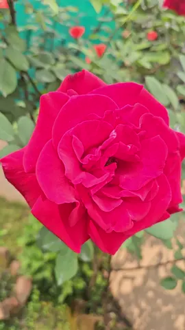 #phulharumuskauxan #unkosweater #phool #rose #flowers #gardening #plants #naturelover #beautifulflowers #nepalitiktok #nepali #ktm_muser #fypシ゚viral #viraltiktok #ktm_muser🇳🇵 #nepali @💮 @Roshi lama @Lash cosmos @Bishal Tamang5402 @🔥It's tàmâñğ ģirĺ 