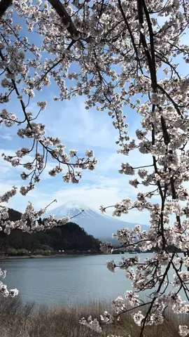 Mt. Fuji with sakura in spring 🗻🌸 #kawaguchiko #fujisan #japan #mtfuji  #chillvibes #aesthetic #fyp 
