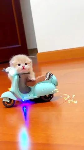 Cat God Racer🤩#cutecat #catsoftiktok #kittycat #meow #happycat #funnycat #fyp #funnyvideos 
