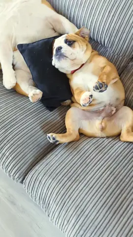 I went for a shower and came down to this 😑 #bulldpgpabs 