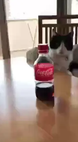 #cat #cats #gato #gatos #cocacola 