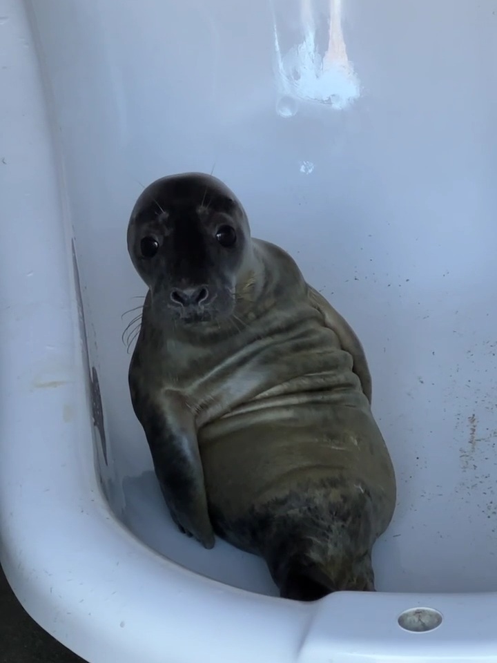 Seal fitness 🦭🫶 #animalrescue