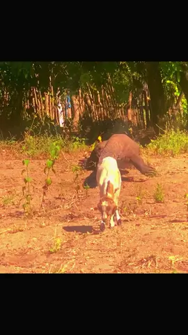 Jump & Run away #komododragon  #crocodile  #crocodiles  #jaguar  #animals  #wildlife  #wildanimals  #goats  #goat  #pig  #wildebeest  #lion  #wildboar  #snake  #eagle  #zebra  #tiger