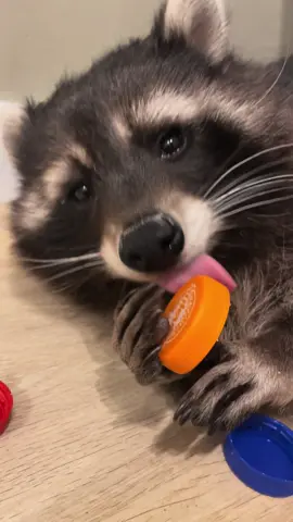 Mom, look, I’m cutie pie 🌸🫠 #raccoon #raccoonsoftiktok #cuteness #cutepet 