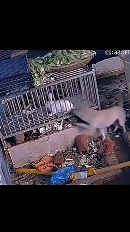 The camera recorded the scene of a group of dogs attacking rabbits in the cage#dog #dogs #dogsoftiktok#wildanimals #foryou#fyp #fypシ #fypシ゚viral 