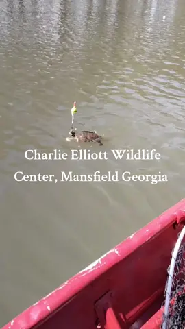 Turtle time 🐢🤦🏿‍♂️🎣#fyp #Georgia #fisherman #fishinglife #fishtok #charlieelliottwildlifecenter 
