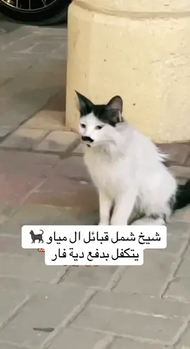 #القرار_الجديد #الشعب_الصيني_ماله_حل😂😂 #مياو #اكسبلورexplore #قط #قطو #بسه #ال_مياو #مياو_المجد #بس #مياو #السعودية #foryou 