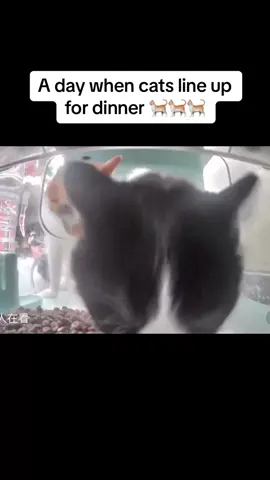 #pets #cat #straycat 