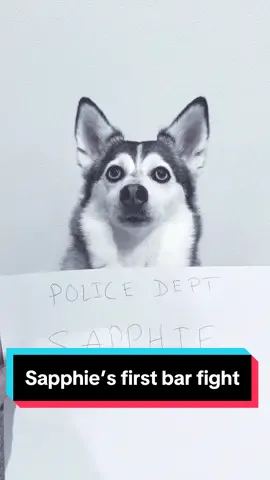 Sapphie’s first bar fight 😂 #dogs #dogsoftiktok #barfight #funnydog #comedy #fyp 