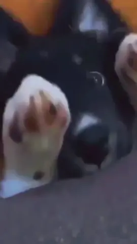 Funny and cute dogs compilation #funnydog #funnypet #cutedog #dogoftiktok #doglover #dogs 