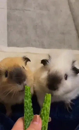 #guineapigs #fyp #pet #pettraining #funny #cutepet #petlover 