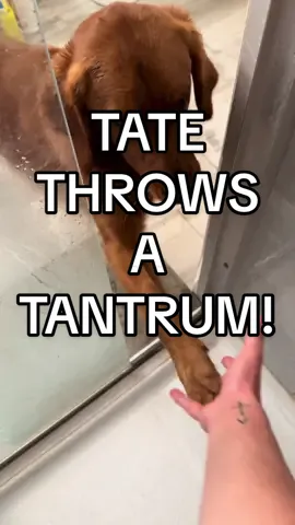 anybody else have a velcro dog that throws tantrums? 😅😂 