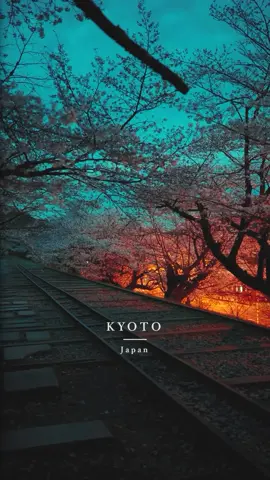 Kyoto at night🌸⛩️ 📍Kyoto, 京都 Beautiful places in Japan🇯🇵 #japan #japantravel #japantrip #anime #animejapan #japananime #japantourism #japantour #japangram #japan🇯🇵 #traveljapan #tripjapan #torii #toriigate #japanstyle #japanculture #traveljapan #tripjapan #japangram #nature #kyoto #sakura #cherryblossom #京都 #東寺 #桜