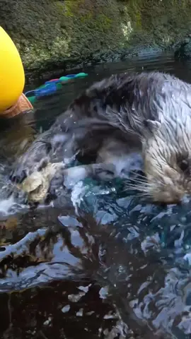 Otterly shellfish behavior 🦪  #otter #animals #oysters #asmr 