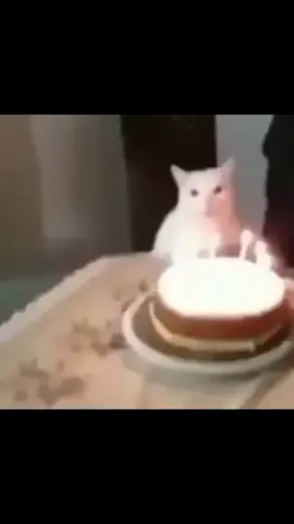 dia 11 #gatopika #gatoépika #épika 