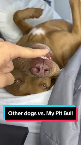 #pitbull #pitbullsoftiktok #rednose #dog 