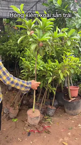 Cây Hồng Xiêm Sẵn Trái, Quả ngon #nhavuonminhquan #caycanh 