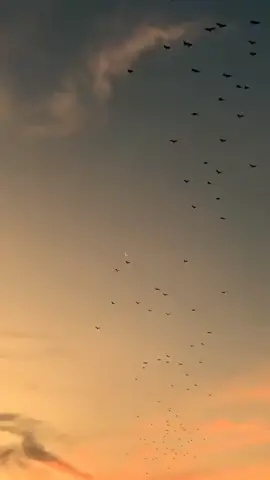 A beautiful sky 💙  #foryou #sky #trend #views #viral #tranding #song #tiktok #tiktokbd #lofi #bdtiktokofficial🇧🇩 #fyppppppppppppppppppppppp #bird #sunset #foryoupage #foryou #girl #music #song #moment 