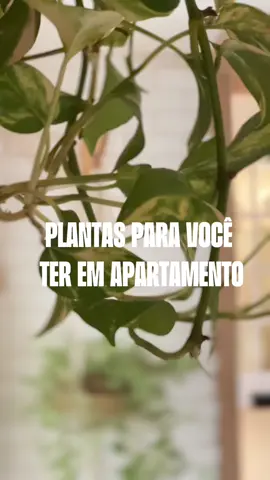 DA SERIE : melhores plantinhas para ambientes fechados  #CapCut #planta #maedeplanta #plantas #Home #meuap #donadecasa #amoplantas #dicas #casa #natureza #decor #apartamento #brasil #lardocelar #gratidão #arquitetura #flores #moda #donadecasaeusou #nature #design #blog #donadecasasimples #jardim #maedeplanta #decoração #fashion #bomdia #jardinagem #plants #homedecor #noap103 