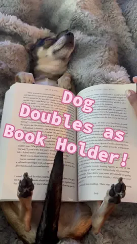 New book holder just dropped  😂🐶📖 (Via - @Annoula🦋) #Dogs #acotar#BookTok