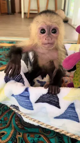 Monkey talk   #babymonkey #notapet #capuchinmonkey #rescuecenter #paratii #foryou #fyp 