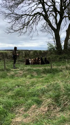 Repetitions Key … #labradorretriever #chocolatelab #foxredlab #yellowlab #blacklabsquad #training #teampureflax #gundogtrainer  #slingleygundogs #pickingupteam  #instavideo