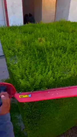 Satisfying Garden Work 🤩🍀 #garden #oddlysatisfying #cleaningtok #viraltiktok #satisfyingcleans #gardening 