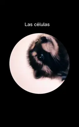 vivitas y coleando 😍😍jsjajajaja #mapachetrend #Meme #biotec #biotenologia #biotech #biotec #somosbiotec #laboratorio #biotechnologystudents #celulas #laboratorio #fun #fyp #funny #cientificos #viral #microscopio 