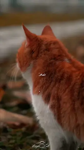 من رحمة الله بعبده أن يبتليه ببلاء لا يستطيع البوح به ولا يجد من يفهمه في تفاصيله حتى لا يكون في قلبه تعلق بأحد غير الله يشكو اليه .#diya_6d #اسطنبول #بودكاست 