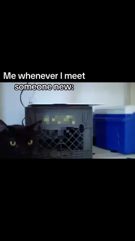 DIIEEEEE#Tiktok#cat#sylvesterthecat#real#like#follow#comment#fyp#BYEEE 