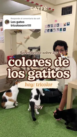 Respuesta a @sofi ¡hoy las especiales tricolor! 😻  ¿Sabíais que hay distintos patrones de tricolores? ¿Tu gatita cuál tiene? 🤔  ¡Tan solo 1 de cada 3000 gatos tricolores es macho! 🧡 ¿tu gatito es uno de ellos? ¡Comparte una foto de él en comentarios si es así! 🙀🤎⬇️  #catfe #santander #calico #carey #tricolor #gato #cat #adopcion 