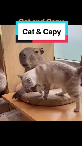 Cat and Capy #capybara #capybaratiktok #capy #wildlife #fyp #animallover #pet #PetsOfTikTok #animals #funny #fun #humor #petlover #foryou #zoo #chill #cat #catsoftiktok #kitty #friends #catlover 