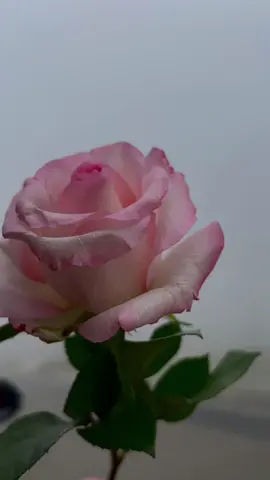 لست انسانه بارده لكنني لا أهتم بمعظم الاشياء التي يموت الناس من اجلها 🕊