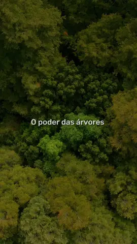 Cada árvore plantada é um passo, em direção a um planeta mais saudável e equilibrado 🌎🌳 #sustentabilidade #consumoconsciente #reflorestamento #nosalpes #natureza 
