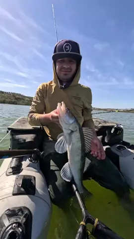 Días de Luciopercas 🙂🔥 @Adventerfishing  #fishing #pesca #wedkarstwo #monsterfish #spinfishing #rivergishing #predatorfish #deporte #sports 