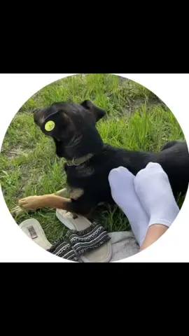 😅#природа #прикол #пес #українськийтіктоквтоп🇺🇦🇺🇦🇺🇦 #😂😂😂 
