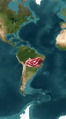 O Brasil é o maior exportador de Carne Bovina do mundo, e o segundo maior produtor, atrás apenas dos Estados Unidos. Nas exportações, o Brasil responde por vinte e cinco por cento do mercado global, seguido pela Índia, com doze vírgula quatro por cento. Mais da metade da carne brasileira exportada tem como destino o continente asiático, especificamente China e Taiwan. Estima-se que o rebanho brasileiro de corte esteja ao redor de duzentos milhões de animais. Vale destacar outros mercados que tem-se aberto para o Brasil, como é o caso do mercado Mexicano, facilitando acesso a América do Norte, com cerca de quinhentos milhões de habitantes. O governo da Indonésia também aumentou a cota de importações da carne brasileira, acirrando assim a disputa com a Austrália pelo mercado no local. Além disso, com o aumento da população muçulmana, atualmente com cerca de um vírgula oito bilhão de adeptos, sugere o aumento de abatedouros com certificado Halal. Halal é uma palavra em árabe que significa o que é permitido, lícito, autorizado e dentro da lei Islâmica. Você sabia que o Brasil é uma potência mundial no mercado pecuário? Deixe sua opinião aqui nos comentários e compartilhe este vídeo. #pecuaria #gado #carne #carnebovina #exportacao #economia #agro #mapas