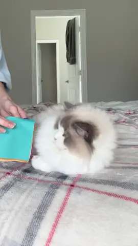 Miss Lovey was so bored she fell asleep at the end of her appointment 