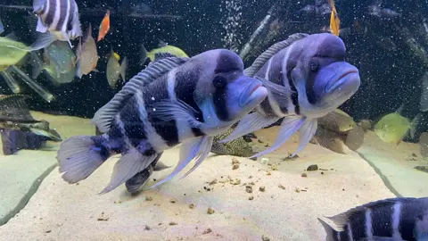 Check out these Frontosa cichlids 🥶  #cichlids #cichlidtank #cichlidfish #frontosa #frontosaburundi #tanganika #tanganikafish #africa #africanfish #blue #monsterfish #bigfish #fishoftiktok #fish #tropicalfish 