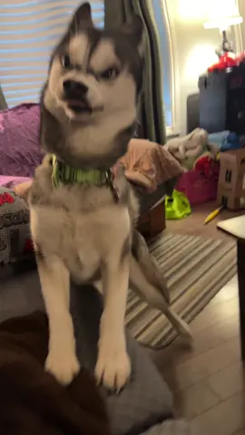 #angrydog #dogfilter #husky 