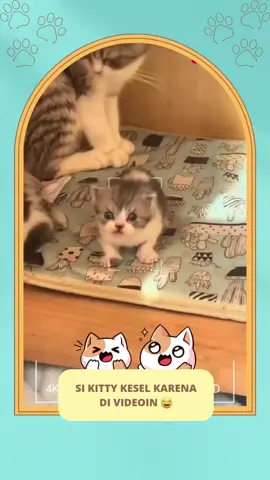 Baru bgn tidur di videoin ya marah lah lagi muka berantakan 😂 #catsoftiktok #PetsOfTikTok #kucing #catlover #cat #viralvideo #xyzbca #fyp #fypシ 