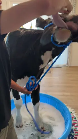 Bruce has a spa day! #cow #brucethecow #farm #animals 