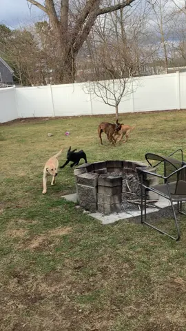 #puppy #dog #dogs #labrador #lab #play #doggydaycare #daycare #cute #yellowlabrador #blacklabrador #blacklab #yellowlab #golden #boxer
