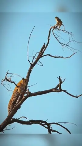 #animals #viral #foryoupage #Trending #wildlife #fyp #xh #animalsnew  