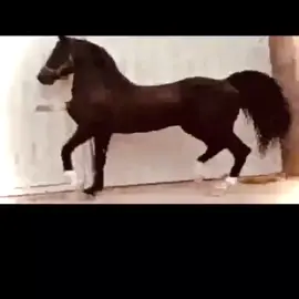 #خيل_عربي_اصيل #محمد_حمود_الحارثي #ماشاءالله #نجران #الشرقية_الخبر_الدمام #الشعب_الصيني_ماله_حل😂😂 