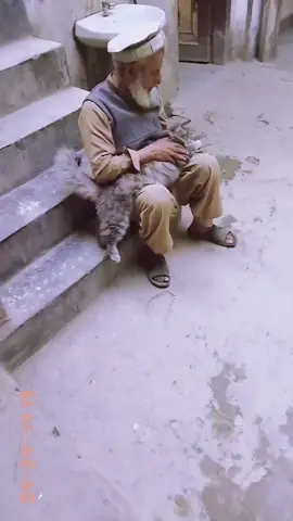 #cats #supportik #CapCut #ik #follow #shabegam #InspiredAwesomeLife #haha 